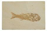 Bargain, Fossil Fish (Mioplosus) - Wyoming #217675-1